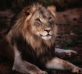 5 Best Insider Tricks to Help Wild-Animal