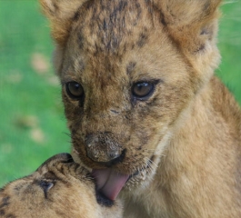 10 Reasons Why You kill the animal