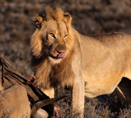 About 10 Wild Animal