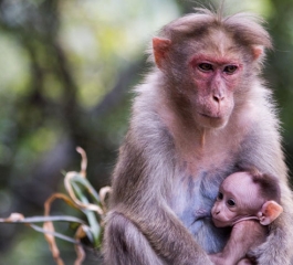 Koalas aren’t primates, but they move like monkeys in trees