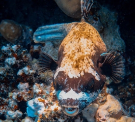 There’s more to puffer fish than that goofy spiked balloon