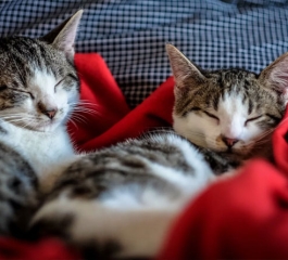 Cats may have ‘attachment styles’ that mirror people’s