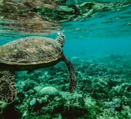 Giant tortoise who helped save species retires in Galapagos Islands