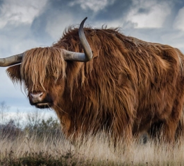 Sanctuary was supposed to be a safe place for Australian wildlife. Then came the fire.