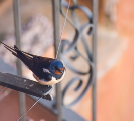 Las Vegas bird rescuer still searching for pigeons wearing cowboy hats