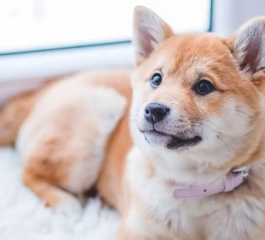 Woman who founded sanctuary for animals accused in their deaths