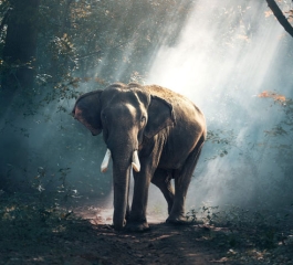 Moonlight shapes how some animals move, grow and even sing