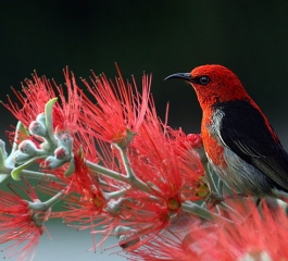 10 New Birds Discovered In Lost World