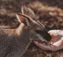 60 Hours On Burning Kangaroo Island
