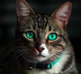 Cat Lost Her Ears — So The Shelter Made Her A New Pair