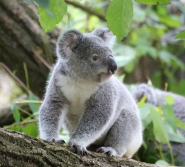 Fecal transplants might help make koalas less picky eaters
