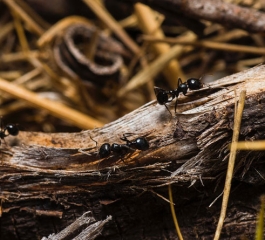 Flipping a molecular switch can turn warrior ants into foragers