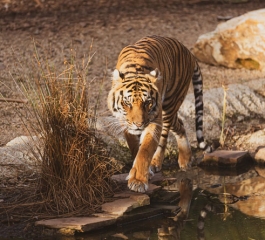 South America: wild animals at risk of ‘genetic pollution’