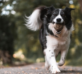 Over 100 animals seized from farm
