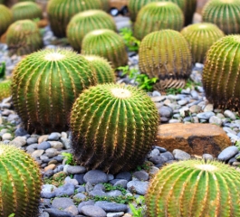 Bald hedgehog returns to wild after growing spines