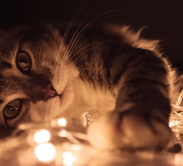 Cat Loves Giving His Pig Friends Massages