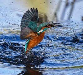 Bad moods could be contagious among ravens