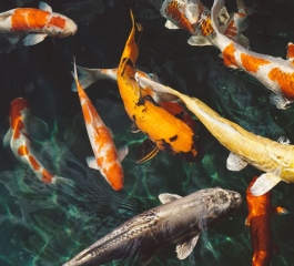 A 50-million-year-old fossil captures a swimming school of fish
