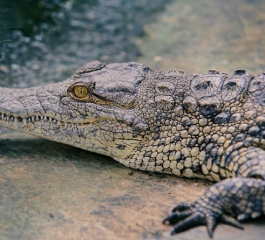 Some ancient crocodiles may have chomped on plants instead of meat