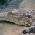 Some ancient crocodiles may have chomped on plants instead of meat
