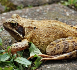 Translucent frogs seen for first time in 18 years