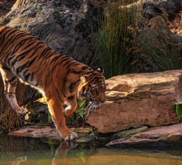 The tiger ‘gift’ that horrified Polish rescuers